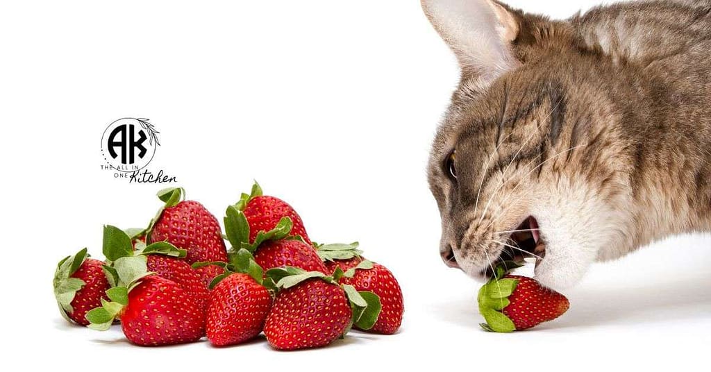 Can Cats Eat Strawberries
