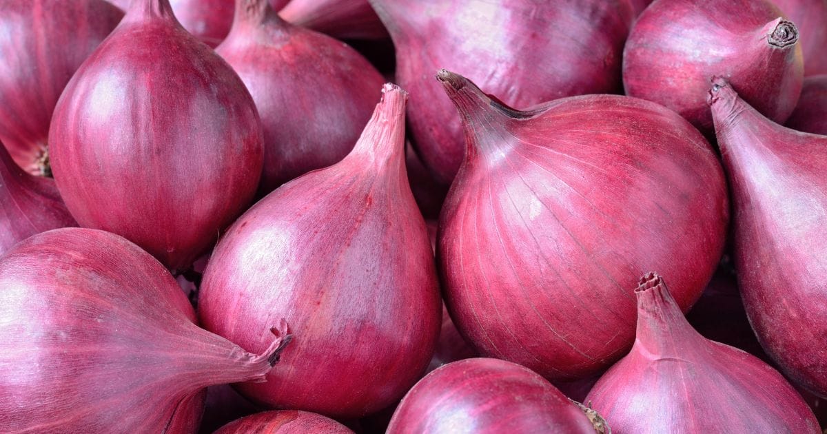 Why Onion Price is Increasing in India